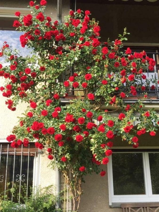 Ferienwohnung 代特莫尔德 外观 照片
